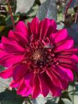 Dahlia Purple Haze